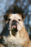 BULLDOG ANGLAIS 152